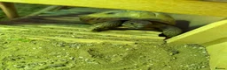 Hermann Tortoise reptiles for sale: Hermann tortoise  in Barnsley - Advert 10