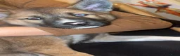 Huskita dogs for sale: Huskita female - Advert 1