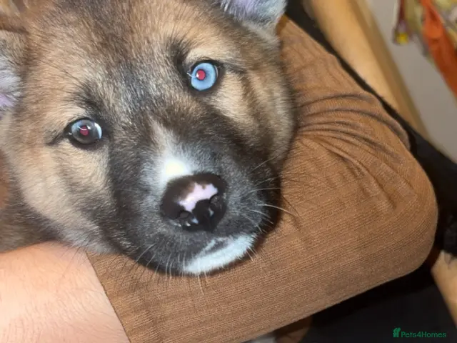 Huskita dogs for sale: OFFERS!!! female - Advert 11