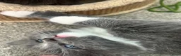 Ragdoll cats for sale: FLUFFY MISCHIEFS READY NOW!!! Ragdoll cross boys - Advert 15