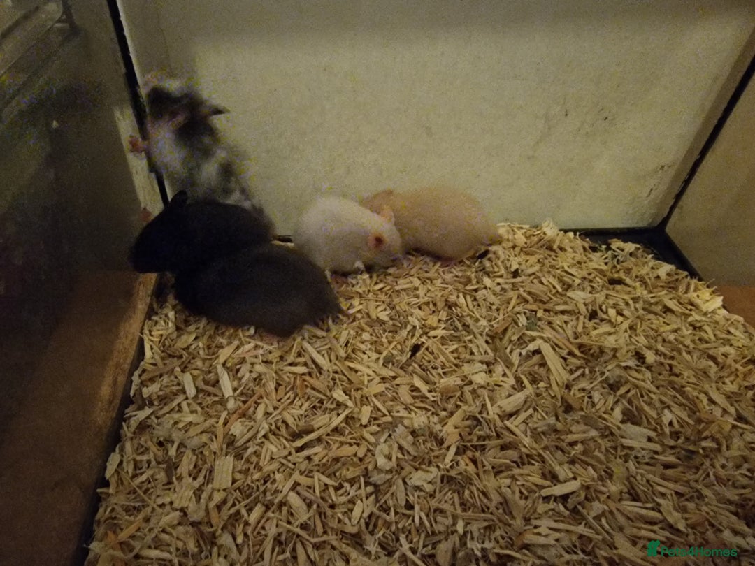 Hamster rodents for sale: Baby syrian hamsters  - Image 5