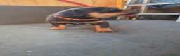 Rottweiler dogs for sale: Pure breed rottweiler puppies not KC reg - Advert 16