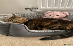 Domestic Shorthair cats for sale: Rehoming our beloved cat - Image 3