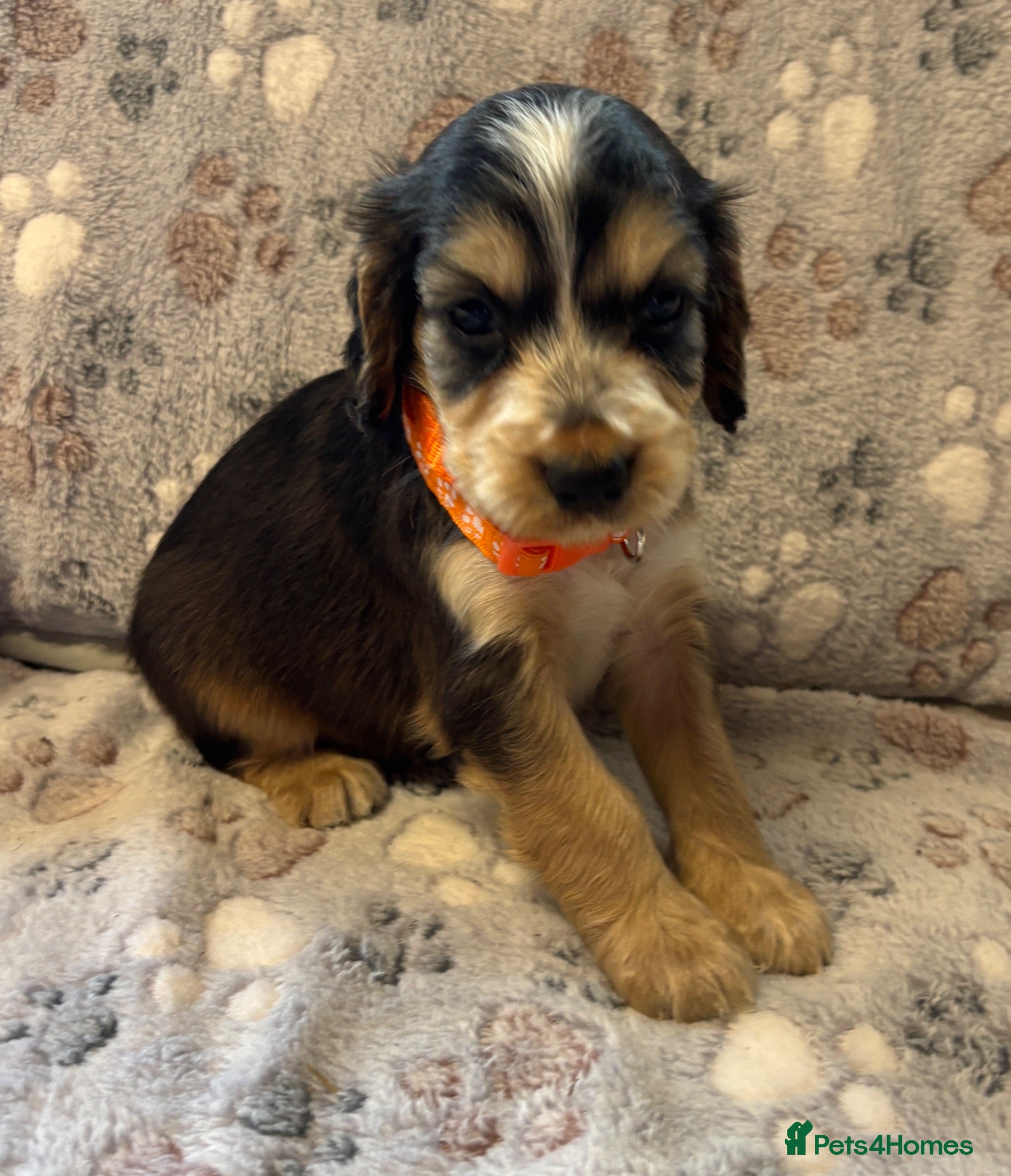 Cocker Spaniel dogs Stunning KC Registered Cocker Spaniel Puppies - Advert 2