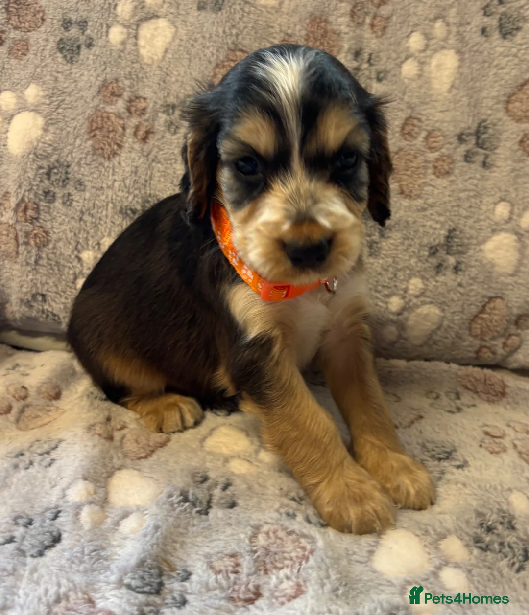 Cocker Spaniel dogs for sale: Stunning KC Registered Cocker Spaniel Puppies - Advert 2