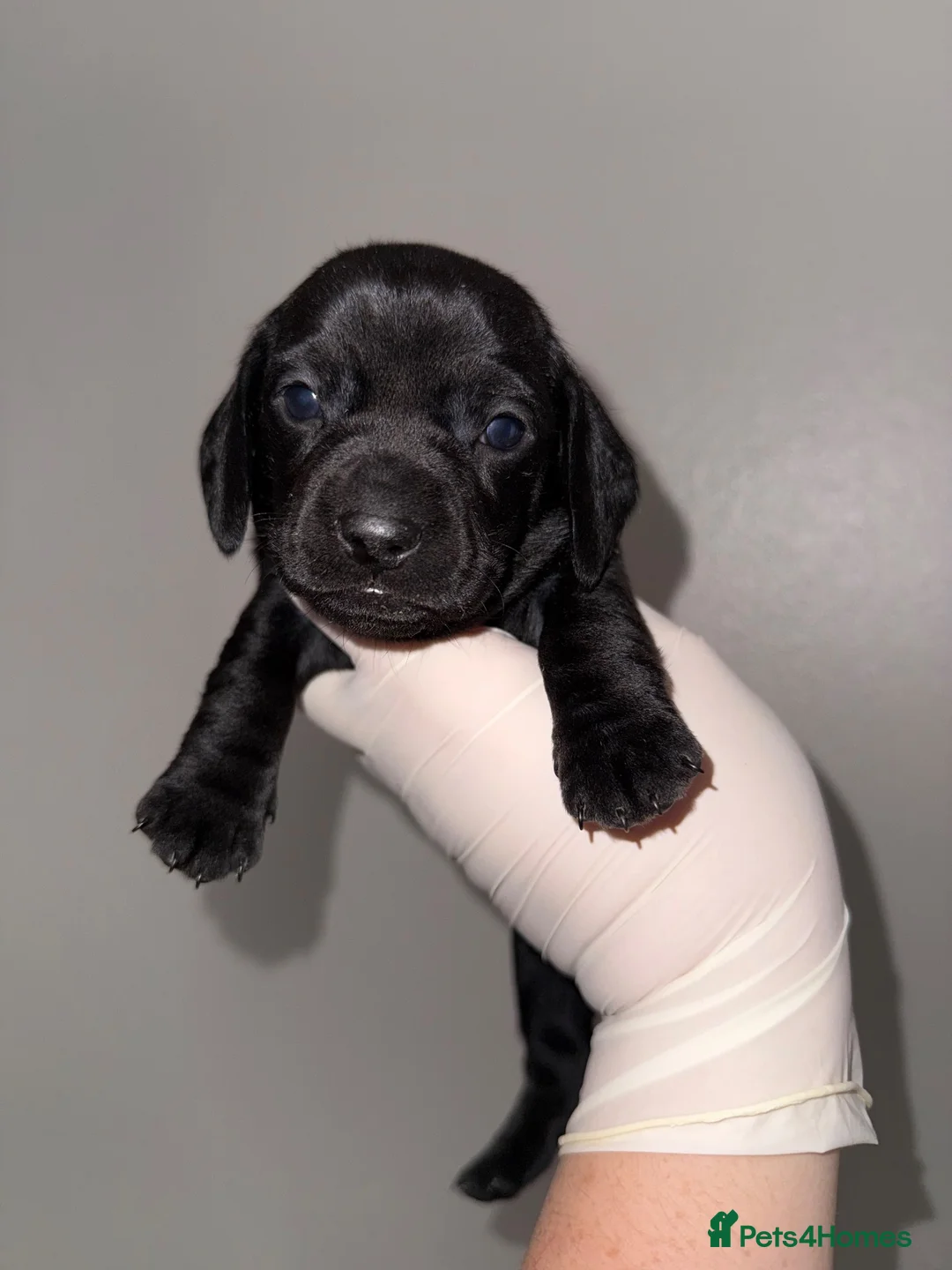 Miniature Dachshund dogs for sale: 5 Miniture dachshunds - Advert 2