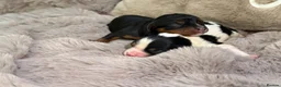 Cavalier King Charles Spaniel dogs for sale: Stunning KC Cavalier King Charles  - Advert 3