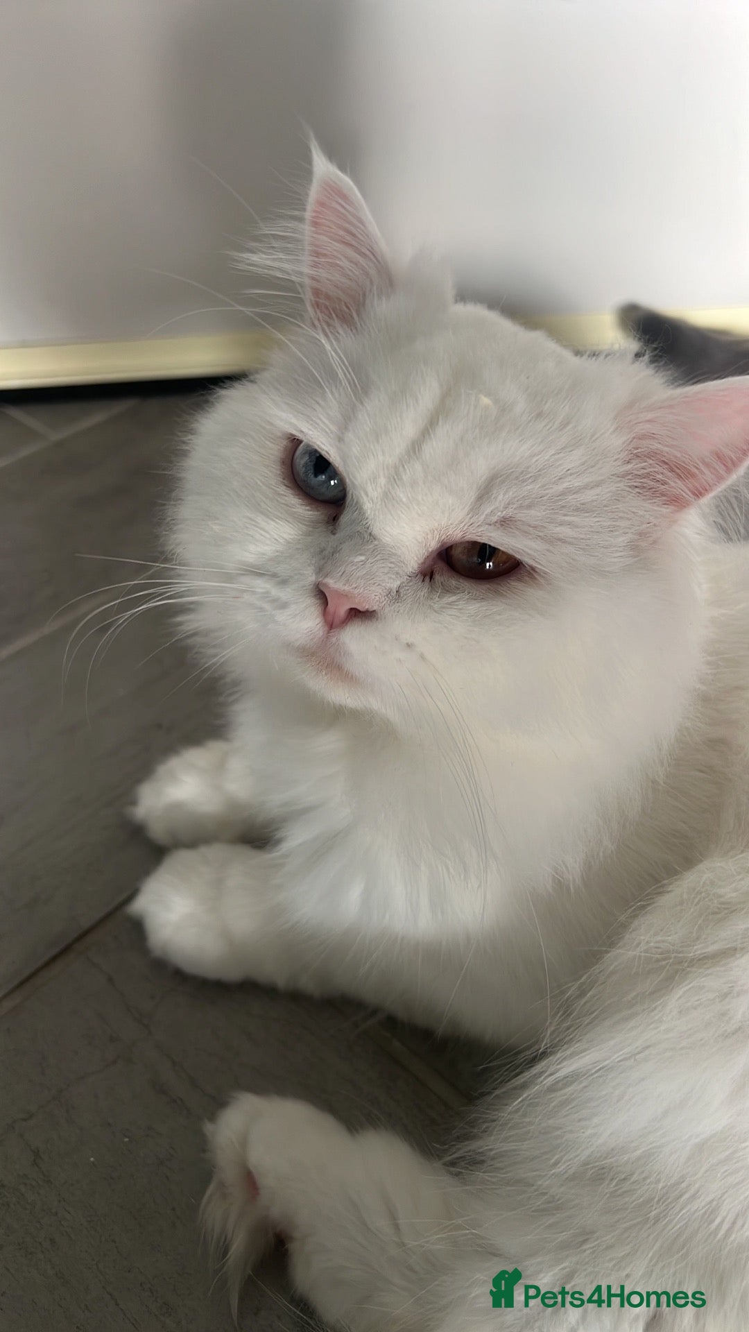 Mixed Breed cats 1 female mixed Scottish fold and Persian - Advert 1