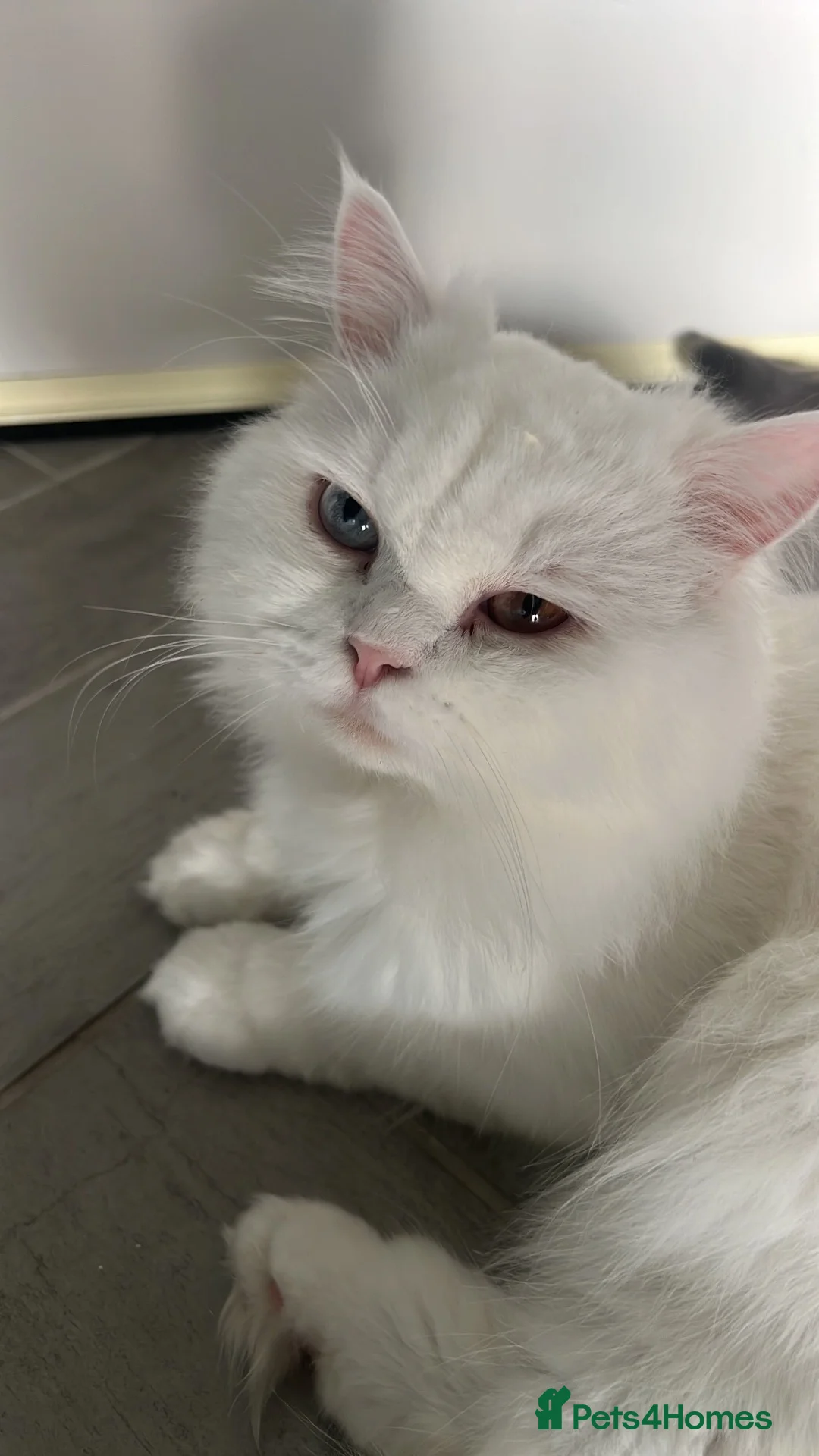 Mixed Breed cats for sale: 1 female mixed Scottish fold and Persian - Advert 1