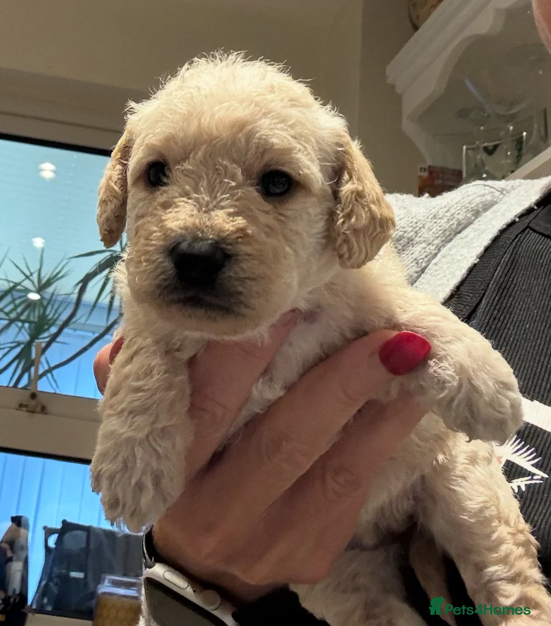 Cockapoo dogs for sale: Beautiful healthy cockapoo - Advert 2