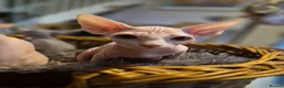 Sphynx cats for sale: Sphyx kittens for sale both £750 - Advert 3