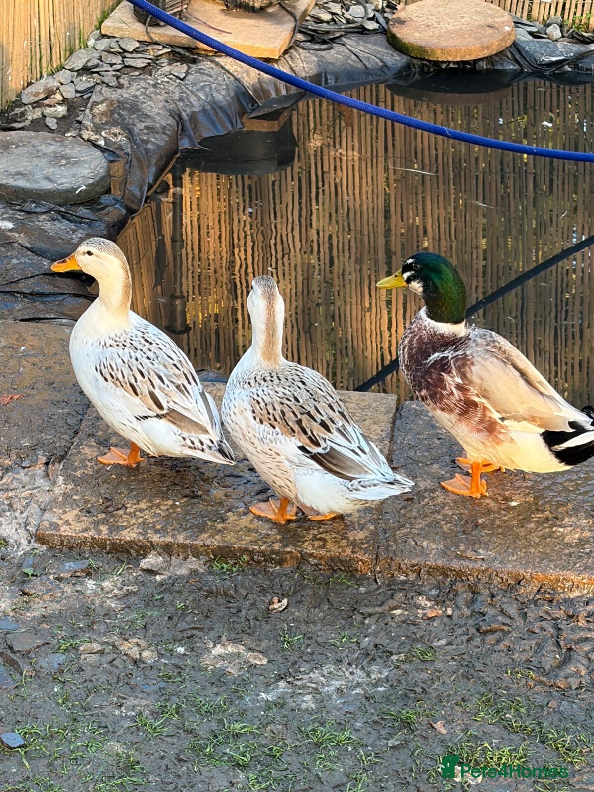 Ducks poultry Mixture of ducks  - Advert 10