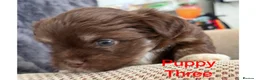 Mixed Breed dogs for sale: Lhasa Apso x Chihuahua x babies - Advert 13