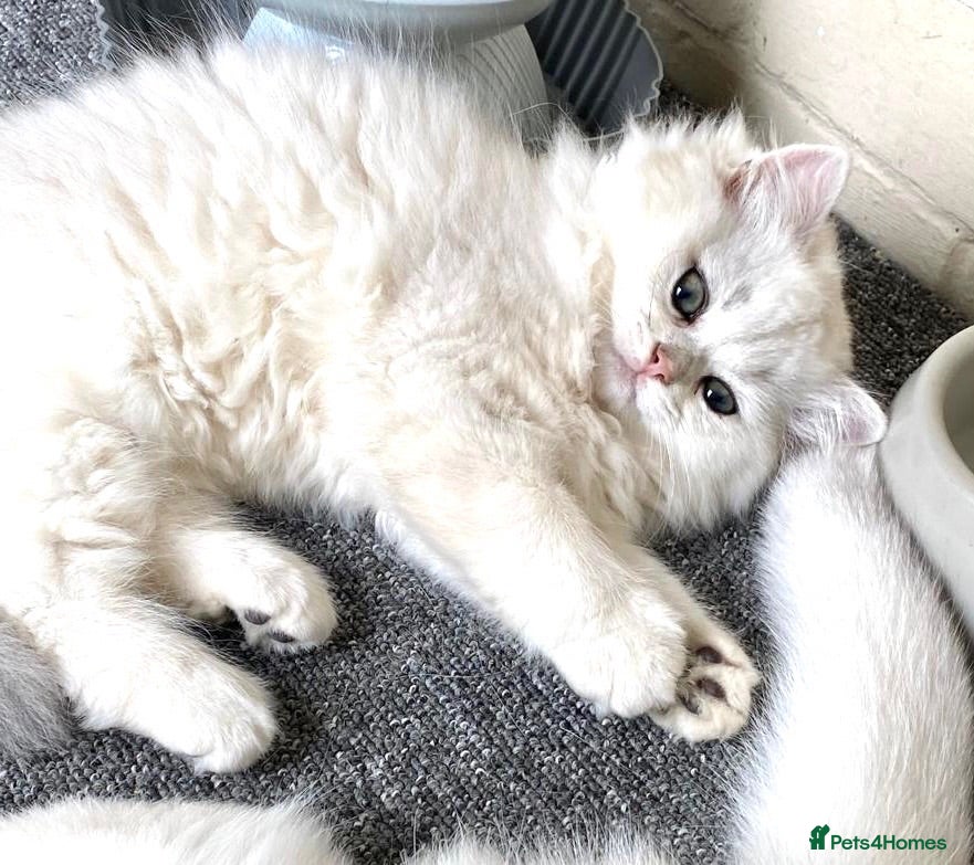 British Longhair cats ⭐️ BEAUTIFUL BLH & BSH FEMALE KITTENS   ⭐️ - Advert 2