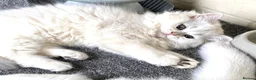 British Longhair cats for sale: ⭐️ STUNNING GIRLS ~ BLH & BSH FEMALE KITTENS   ⭐️ - Advert 4