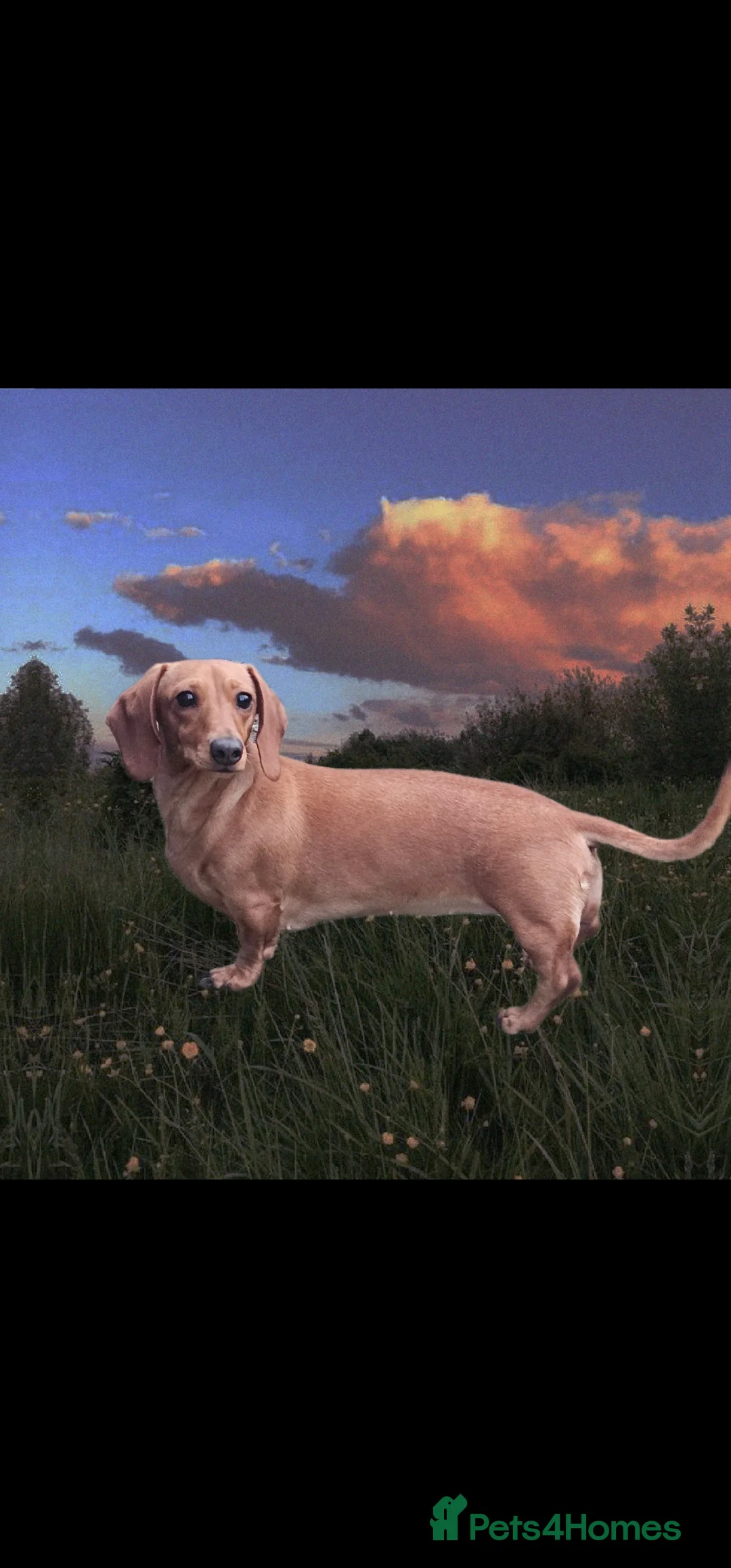 Miniature Dachshund dogs for sale: ⭐️⭐️⭐️⭐️⭐️ CREAM INTENSITY MINIDACHSHUND KCREG🐾❤️ - Advert 14