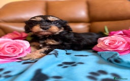 Cavapoo dogs for sale: Ruby &black n tan boys and girls  - Image 4