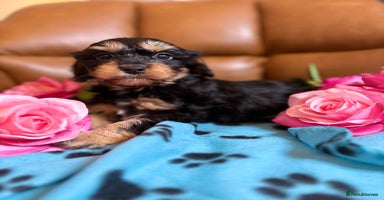 Cavapoo dogs - Advert 10