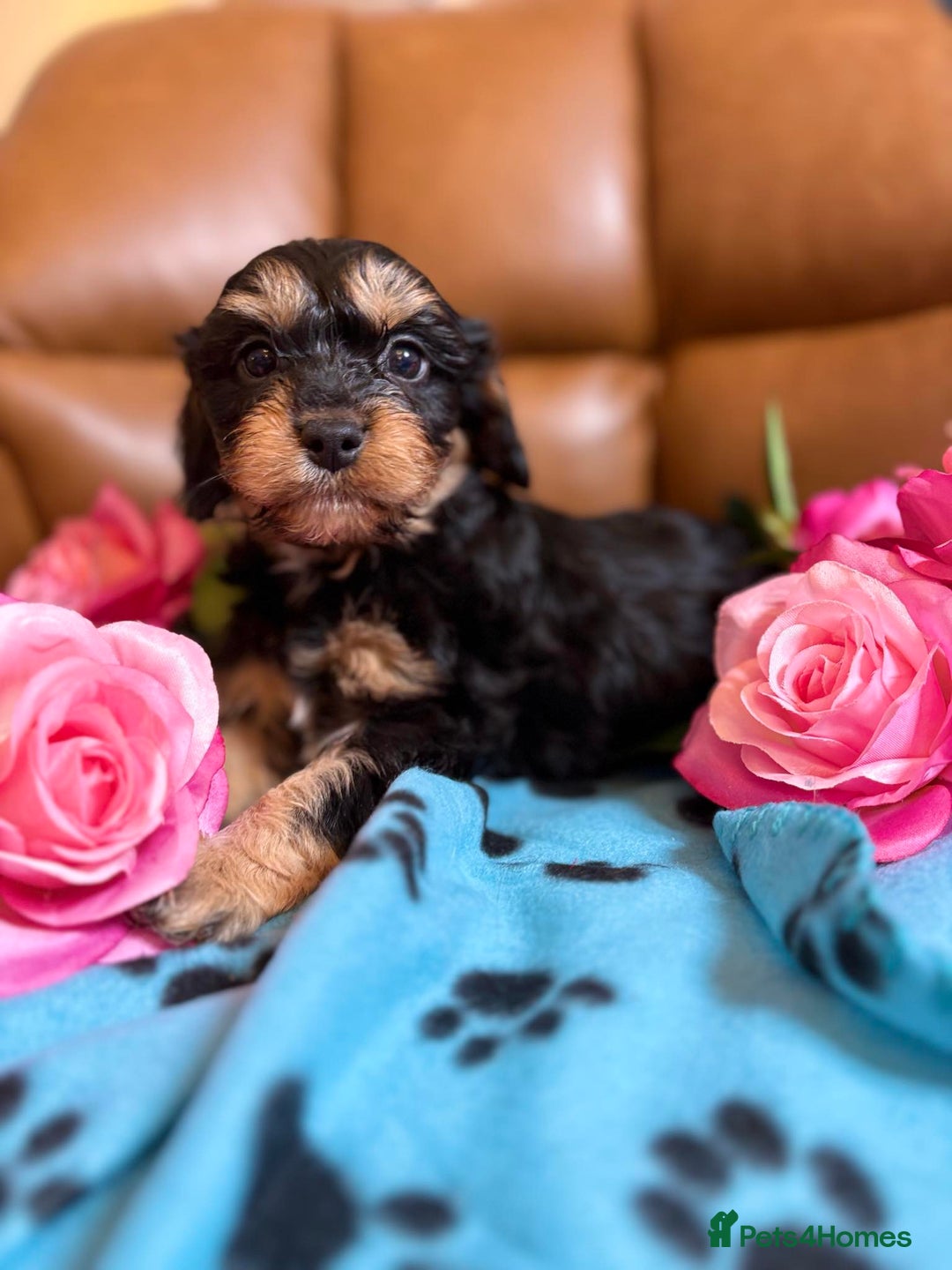 Cavapoo dogs for sale: Ruby &black n tan boys and girls  - Image 4