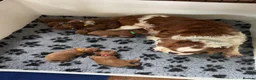 Cavapoo dogs for sale: F1 Red Toy Cavapoo Puppies 5* home bred DNA  - Advert 20