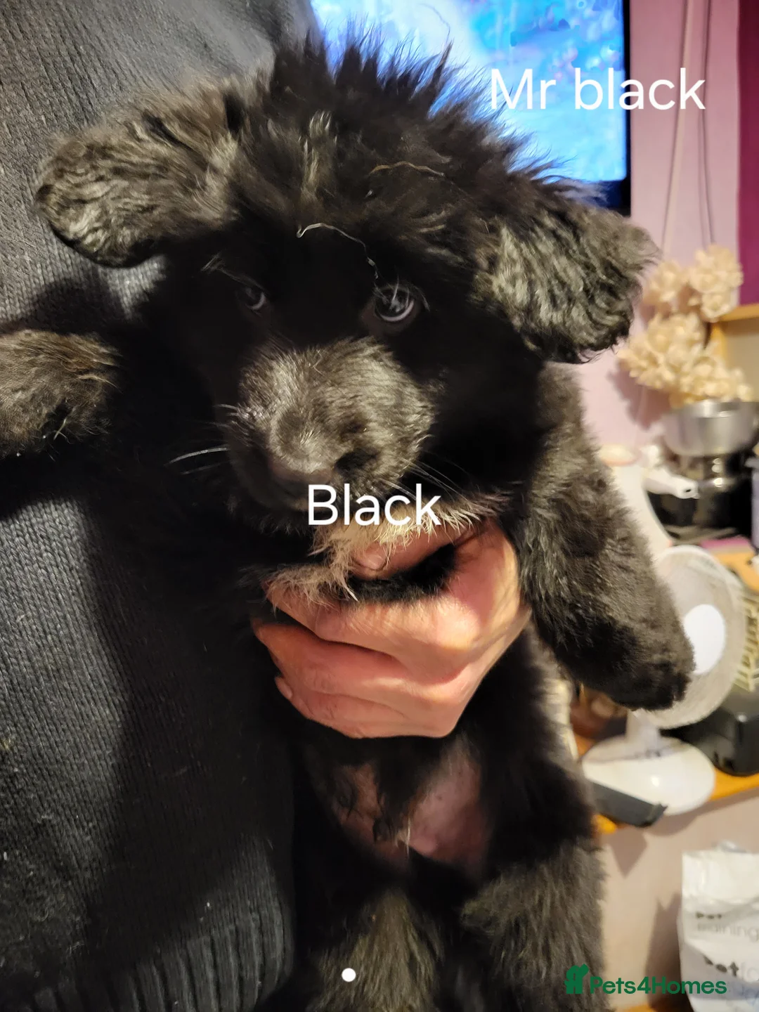 German Shepherd dogs for sale: German shepherd puppies  - Advert 2