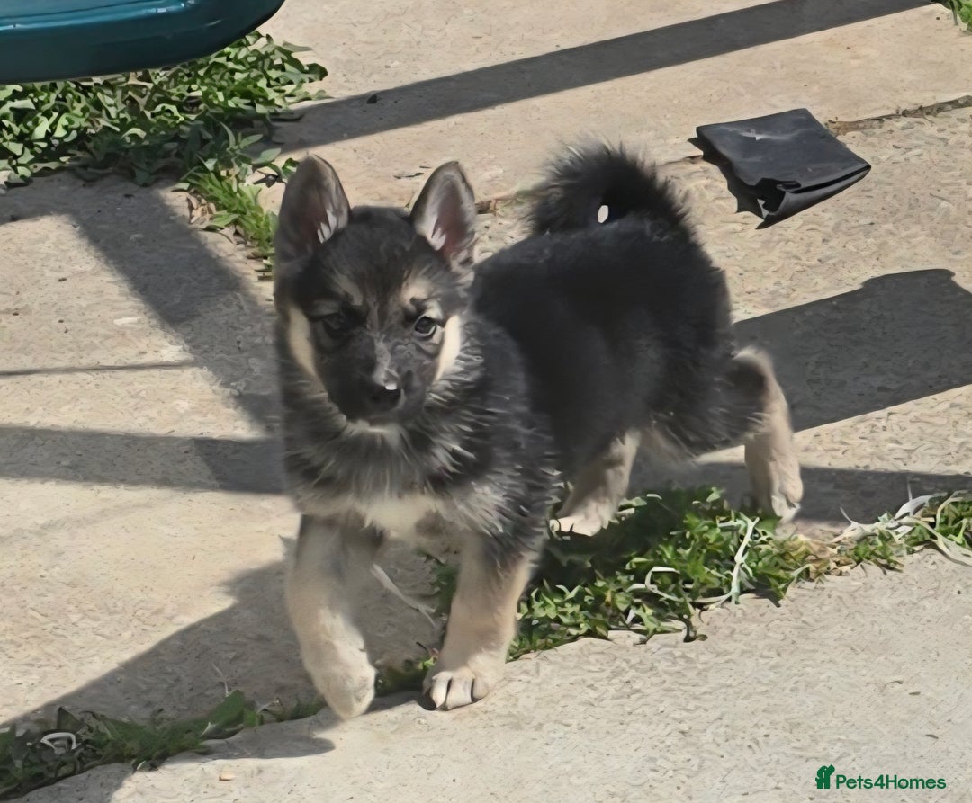 Mixed Breed dogs for sale: Female Shepkita Puppy - Image 5