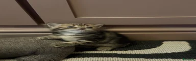 British Shorthair 4