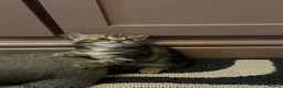 British Shorthair cats for sale: BSH LOOK AT LIKE (EXOTIC SHORTHAIR CROSS)  in Shifnal - Advert 15