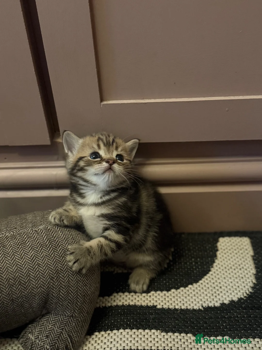British Shorthair cats for sale: BSH LOOK AT LIKE (EXOTIC SHORTHAIR CROSS)  in Shifnal - Advert 15