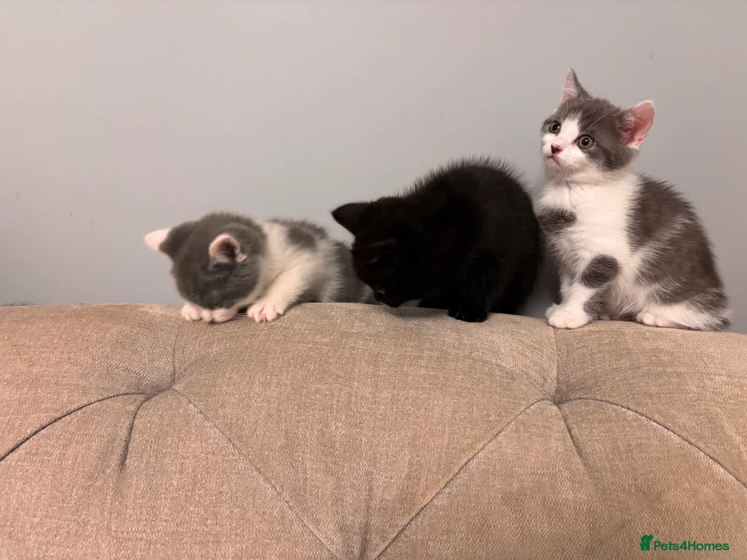 British Shorthair cats for sale: Stunning British Shorthair cross for Sale - Advert 2