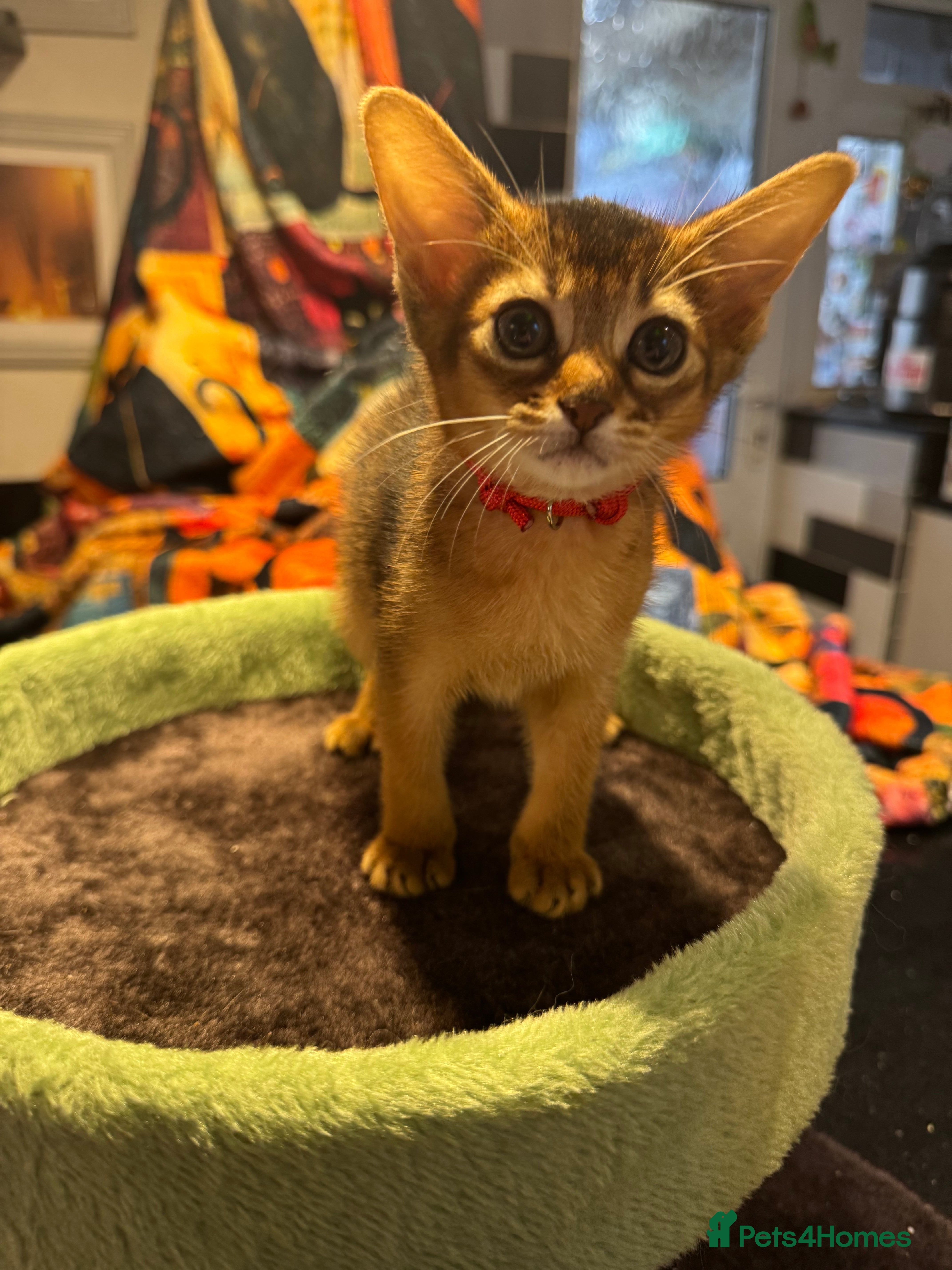 Abyssinian cats Five Abyssinian kittens with lots of love to give - Advert 2