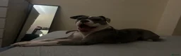 Old Tyme Bulldog dogs for sale: Old tyme bulldog girl  in Bathgate - Advert 1