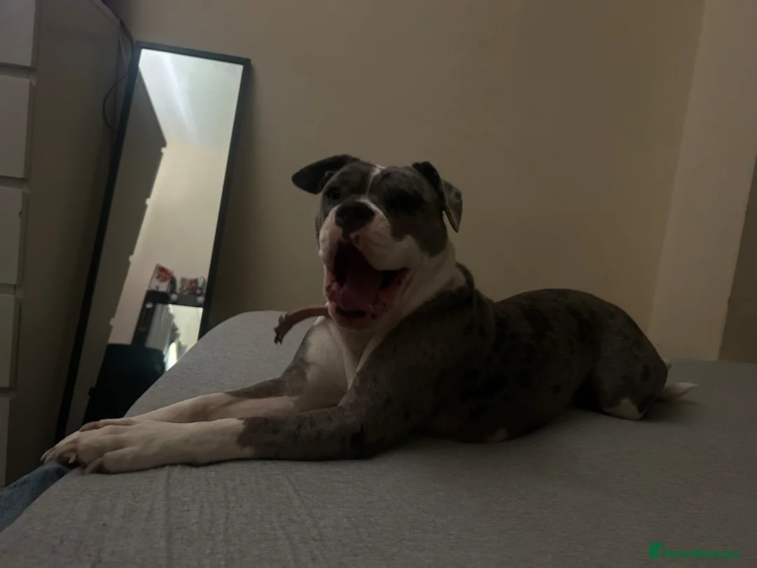 Old Tyme Bulldog dogs for sale: Old tyme bulldog girl  in Bathgate - Advert 1