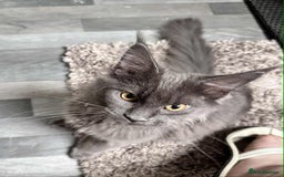 Maine Coon cats for sale: Stunning Maine Coon Kittens (Tica Registered)  in Colchester - Image 23