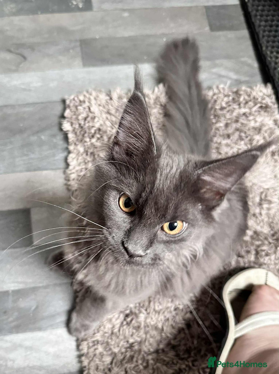 Maine Coon cats for sale: Stunning Maine Coon Kittens (Tica Registered)  in Colchester - Image 23