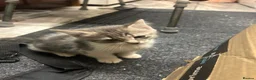 Domestic Shorthair cats for sale: 4 Gorgeous Kittens-READY NOW - Advert 6