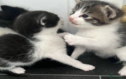 Mixed Breed cats for sale: CLEMMIE’S CUTIES  - Image 17