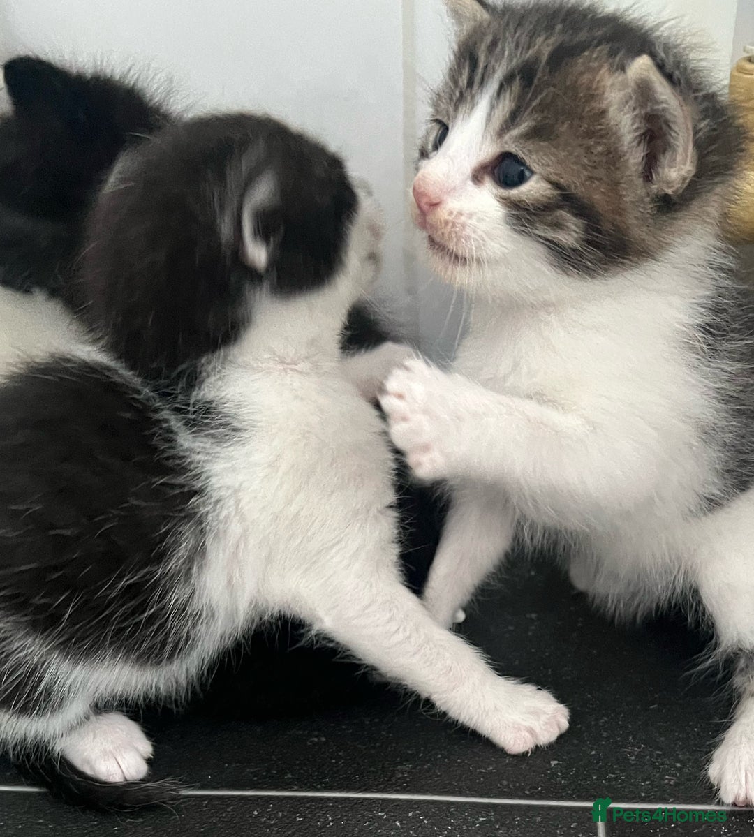 Mixed Breed cats for sale: CLEMMIE’S CUTIES  - Image 17