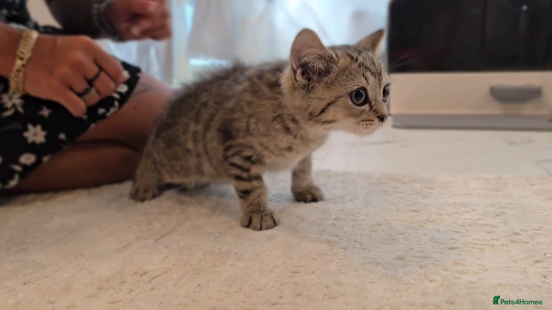 Scottish Fold cats for sale: Scottish fold kittens (price down due to holiday) - Image 16