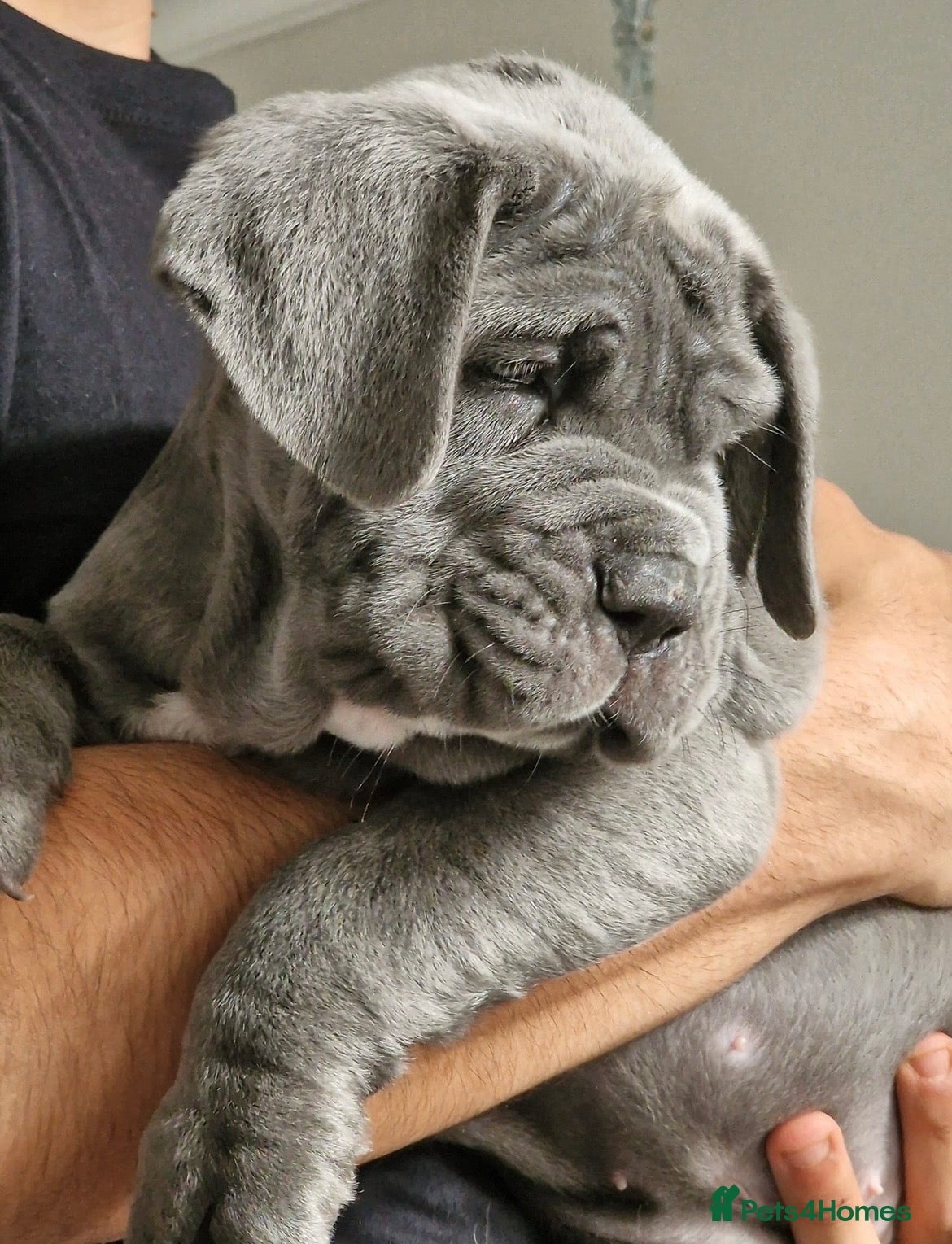 Neapolitan Mastiff dogs for stud: Neapolitan Mastiff Stud  - Advert 5