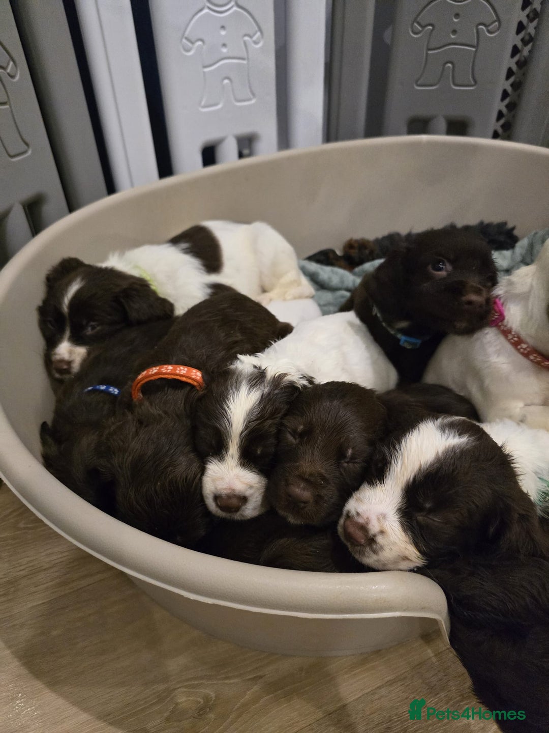 Sprocker dogs for sale: Sprocker Puppies - Advert 14