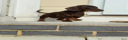 Miniature Dachshund dogs for sale: Gorgeous smooth coat mini dachshund puppies  - Advert 6