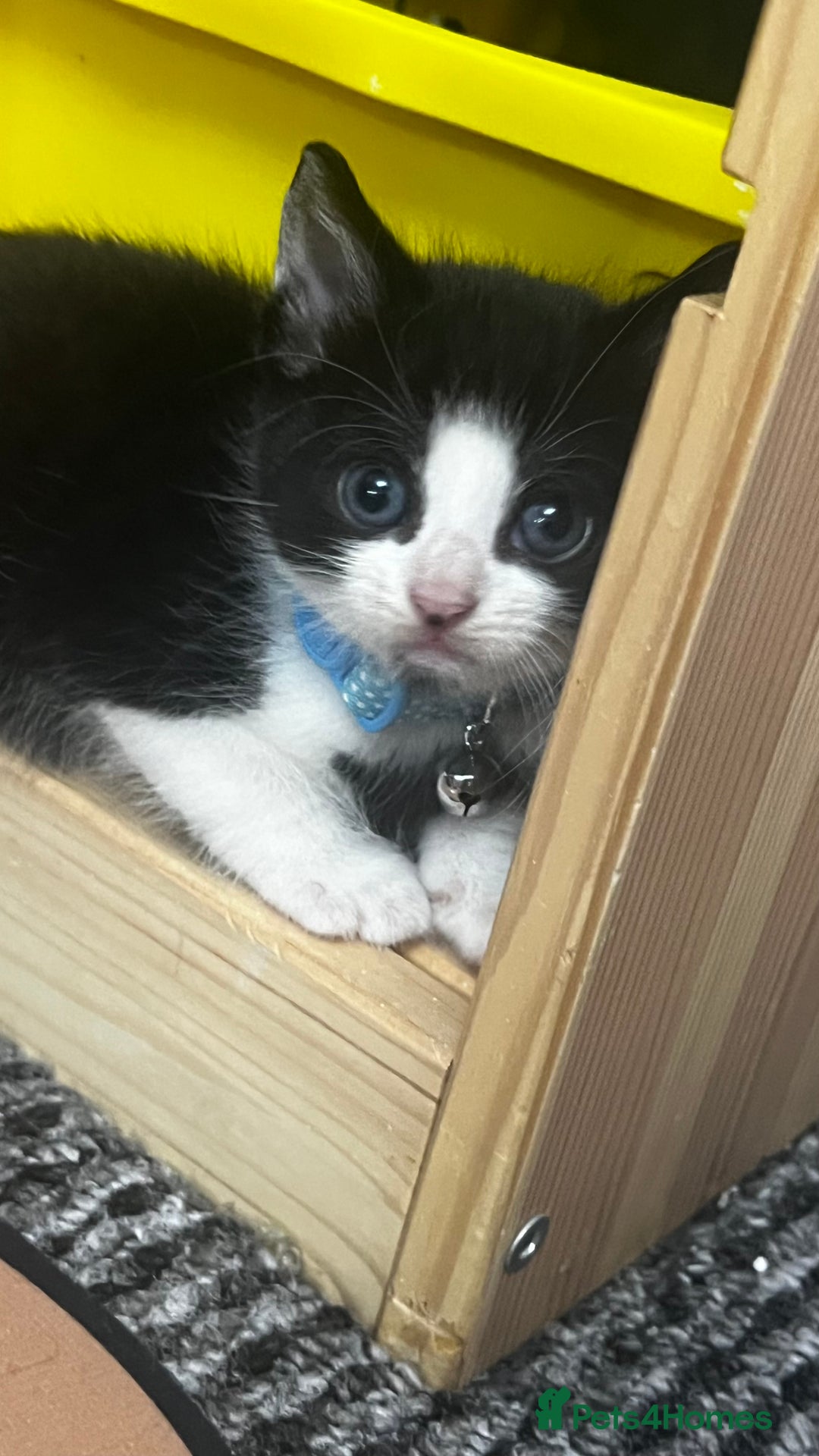 Bengal cats for sale: Beautiful bengals litter of 7😍 - Advert 15