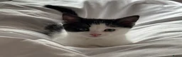 Domestic Shorthair cats for sale: 5 Beautiful Kittens - Advert 15