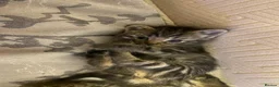 Mixed Breed cats for sale: 6 very sweet Kitties - Advert 14