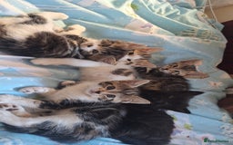 Mixed Breed cats for sale: Cute loving kittens  - Advert 3