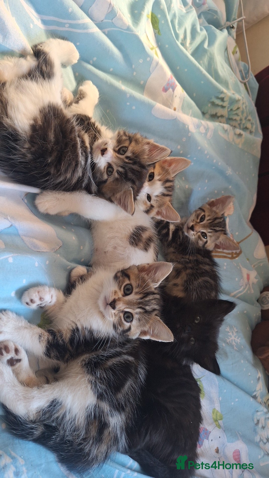 Mixed Breed cats for sale: Cute loving kittens  - Advert 3