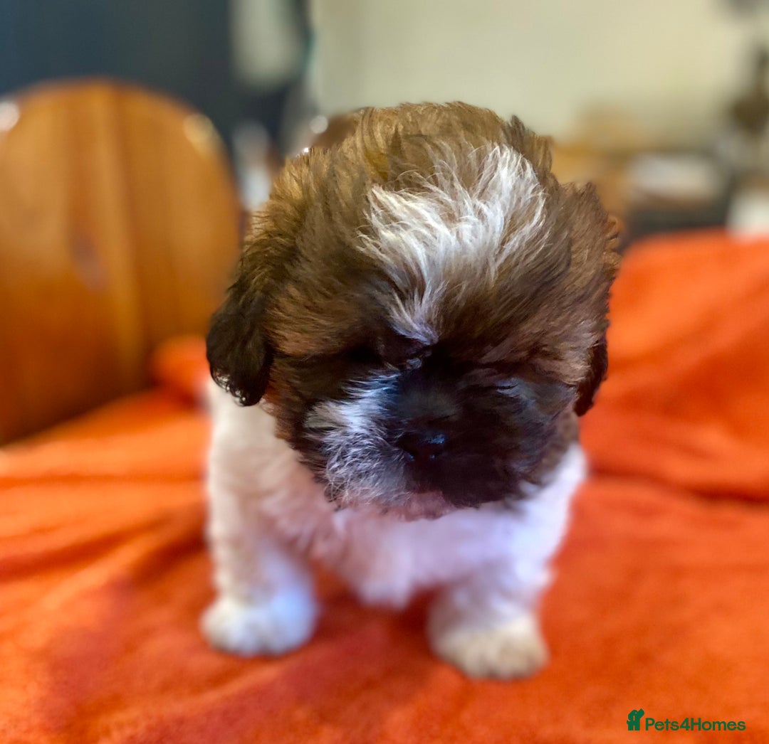 Shihpoo dogs for sale: ADORABLE SHIPOO PUPPIES - Advert 3