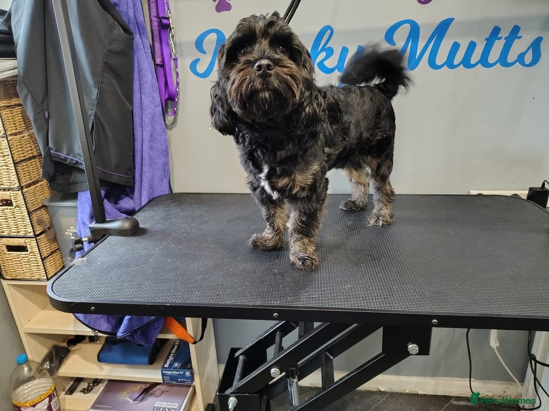 Shihpoo dogs for sale: Teddy the Shihpoo - Advert 2