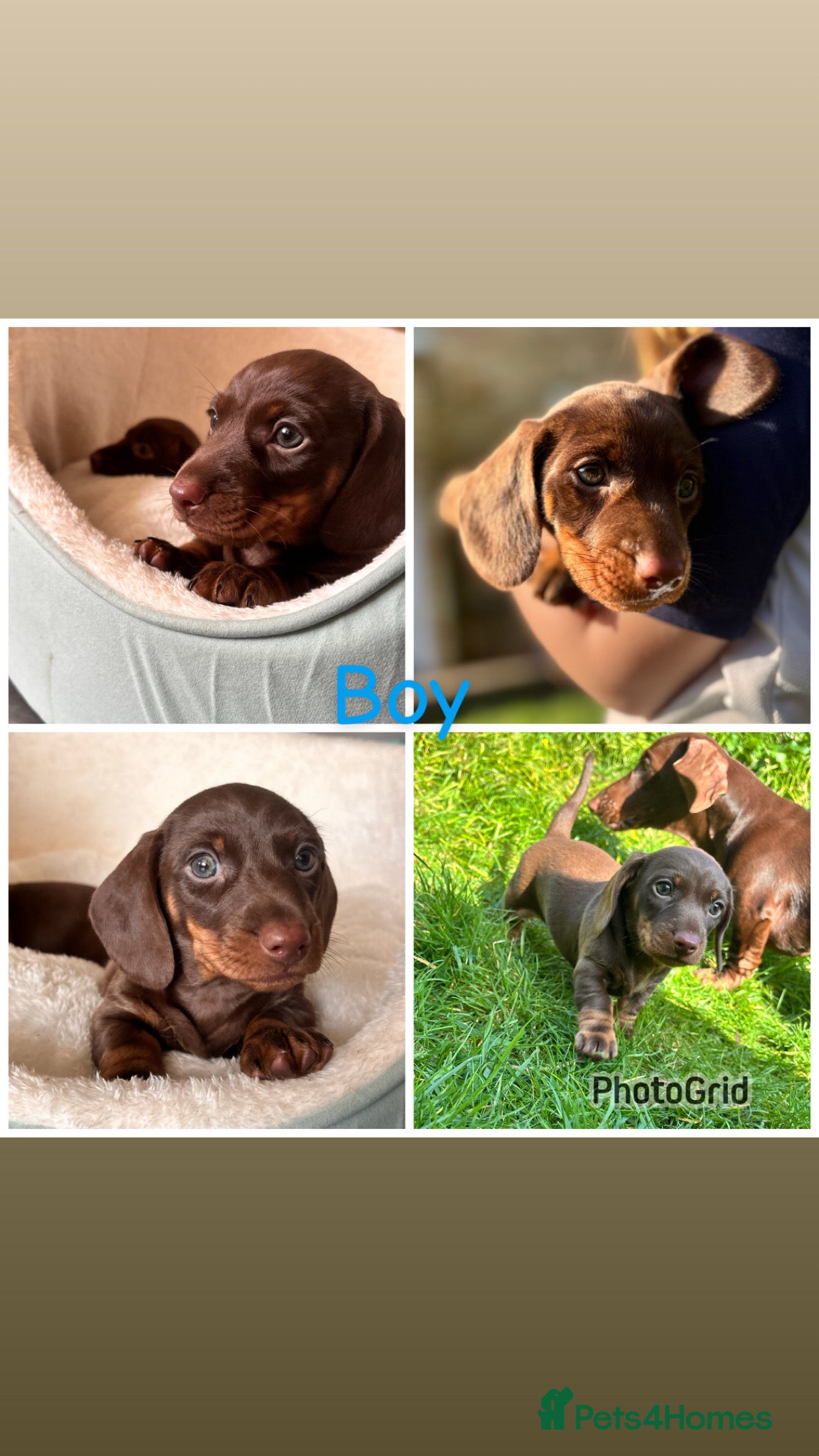 Miniature Dachshund dogs Miniature dachshunds - Advert 11